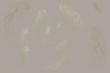 90029-006