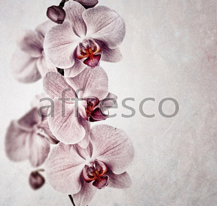 Affresco Фрески и фотообои ID13319