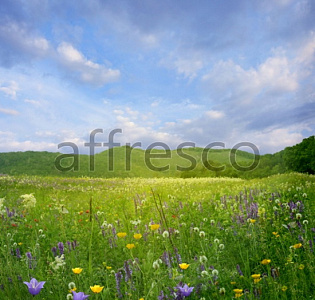 Affresco Фрески и фотообои ID12428