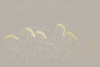 90020-001